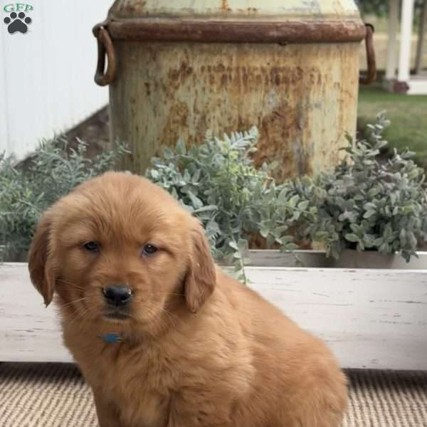 Faith, Golden Retriever Puppy