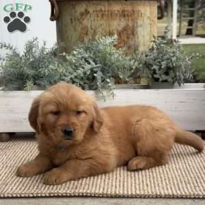 Faith, Golden Retriever Puppy
