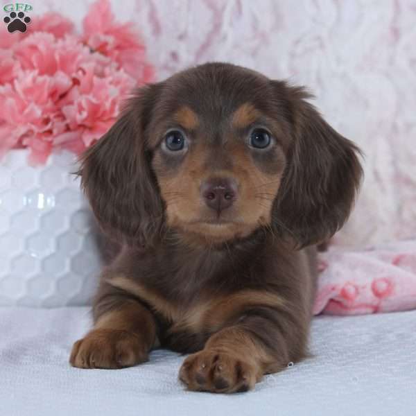 Florence, Dachshund Puppy