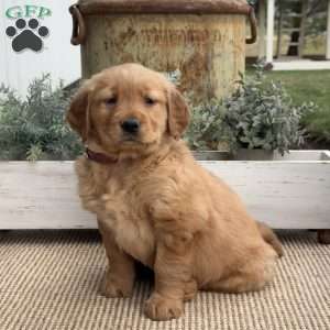 Flower, Golden Retriever Puppy