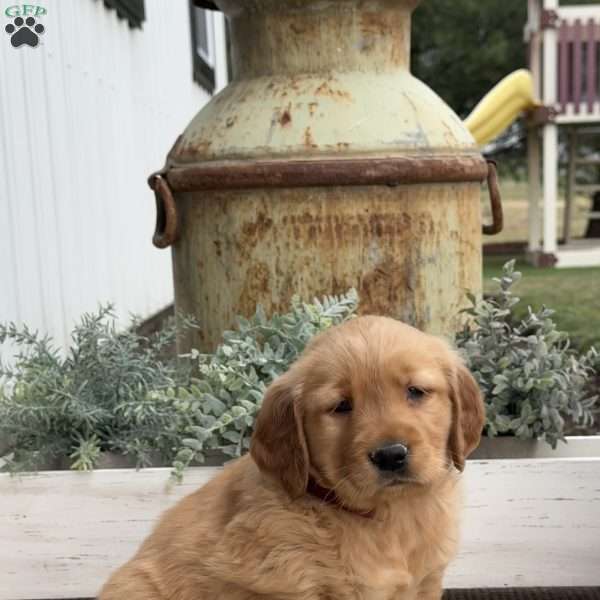 Flower, Golden Retriever Puppy