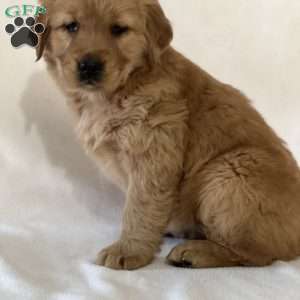 Smiley, Golden Retriever Puppy