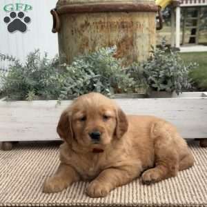 Flower, Golden Retriever Puppy