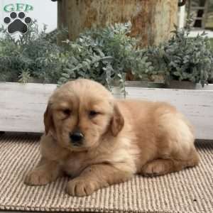 Fido, Golden Retriever Puppy