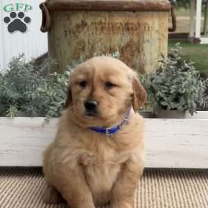 Fido, Golden Retriever Puppy
