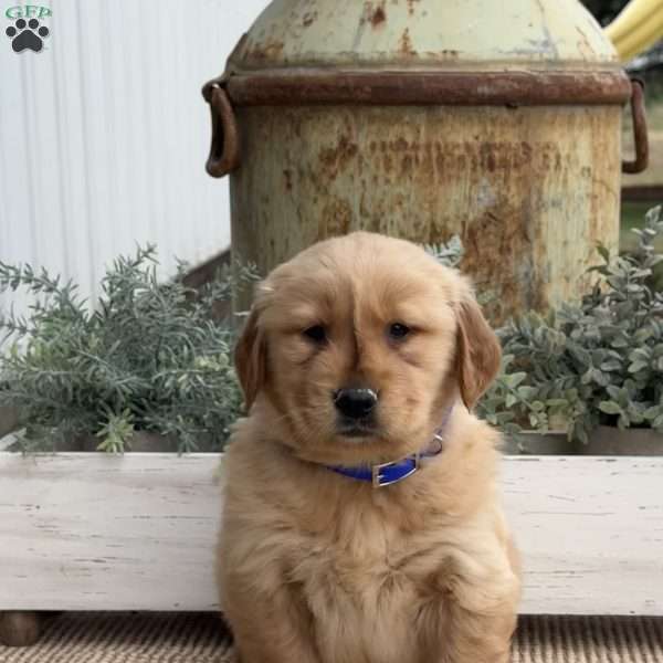 Fido, Golden Retriever Puppy