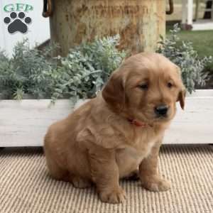 Flash, Golden Retriever Puppy