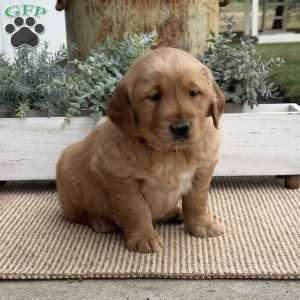Flash, Golden Retriever Puppy