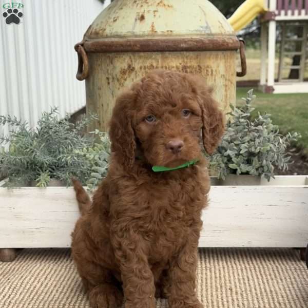 Max, Goldendoodle Puppy
