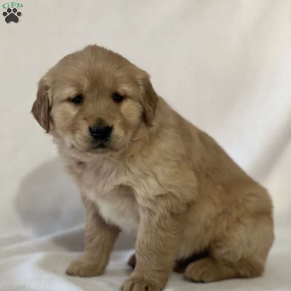 Summer, Golden Retriever Puppy