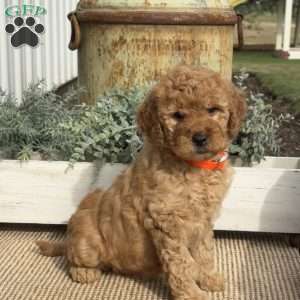 Minnie, Goldendoodle Puppy