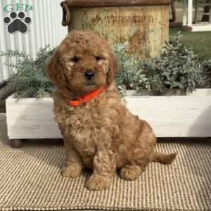 Minnie, Goldendoodle Puppy