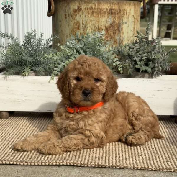 Minnie, Goldendoodle Puppy