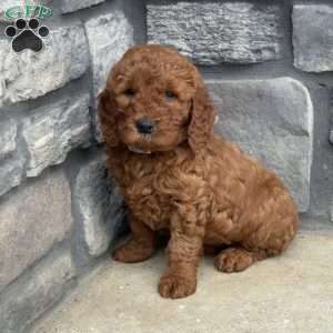 Marcy, Goldendoodle Puppy