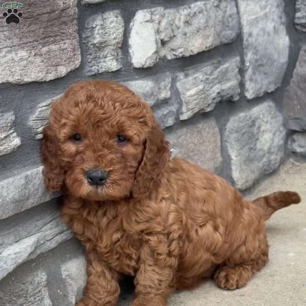 Marcy, Goldendoodle Puppy