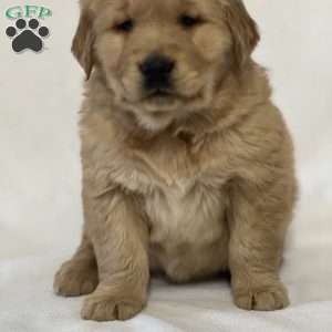 Snuggie, Golden Retriever Puppy