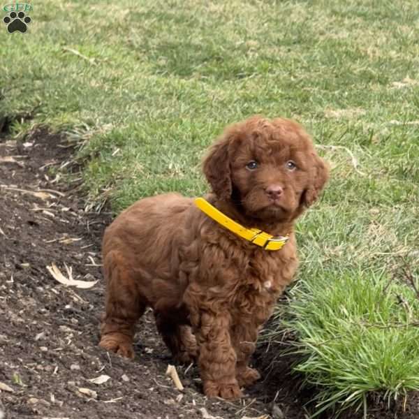 Molly, Goldendoodle Puppy