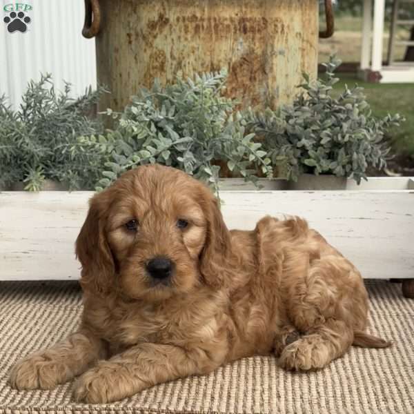 Mack, Goldendoodle Puppy