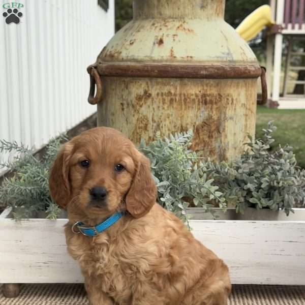 Misty, Goldendoodle Puppy