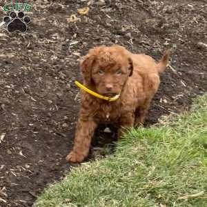 Molly, Goldendoodle Puppy