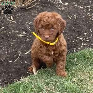 Molly, Goldendoodle Puppy