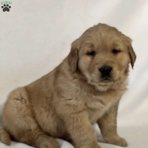 Snuggie, Golden Retriever Puppy