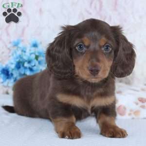 Franklin, Dachshund Puppy