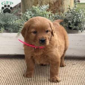 Nessie, Golden Retriever Puppy