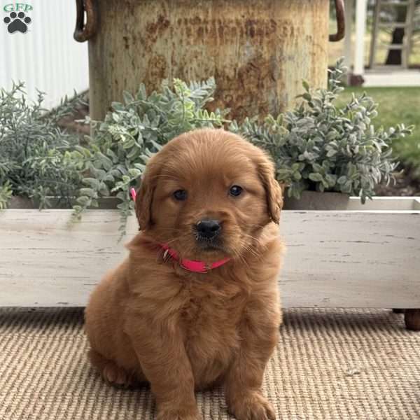 Nessie, Golden Retriever Puppy