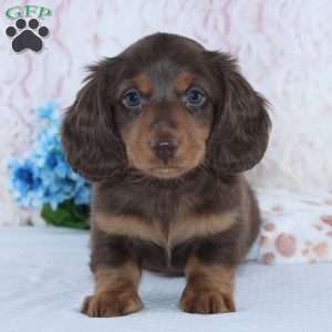 Franklin, Dachshund Puppy