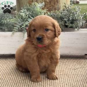 Nessie, Golden Retriever Puppy