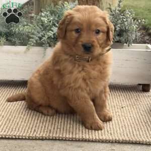 Nellie, Golden Retriever Puppy