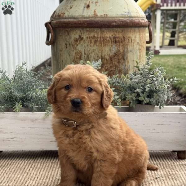Nellie, Golden Retriever Puppy
