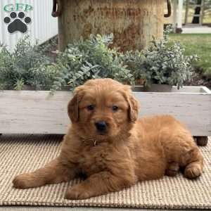 Nellie, Golden Retriever Puppy