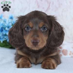 Franklin, Dachshund Puppy