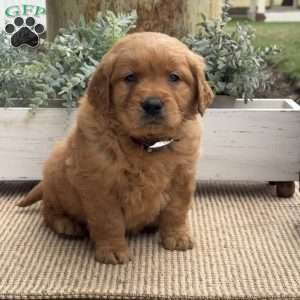 Nitro, Golden Retriever Puppy