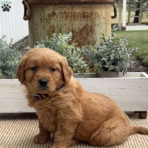 Nitro, Golden Retriever Puppy
