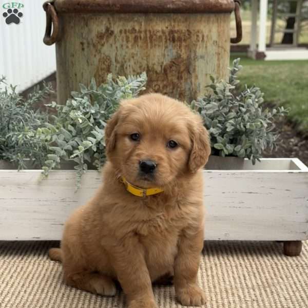 Norma, Golden Retriever Puppy