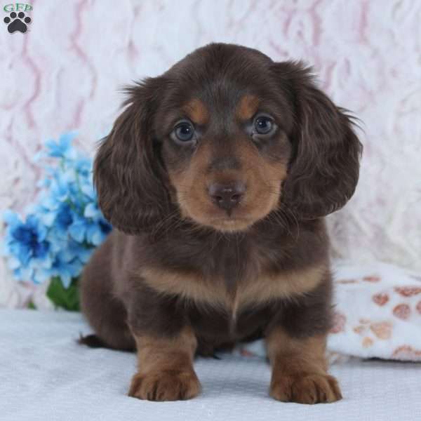 Franklin, Dachshund Puppy