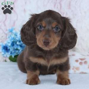 Franklin, Dachshund Puppy