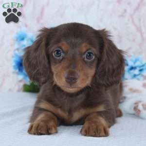 Felix, Dachshund Puppy