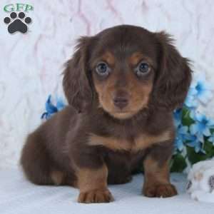 Felix, Dachshund Puppy
