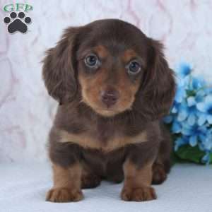 Felix, Dachshund Puppy