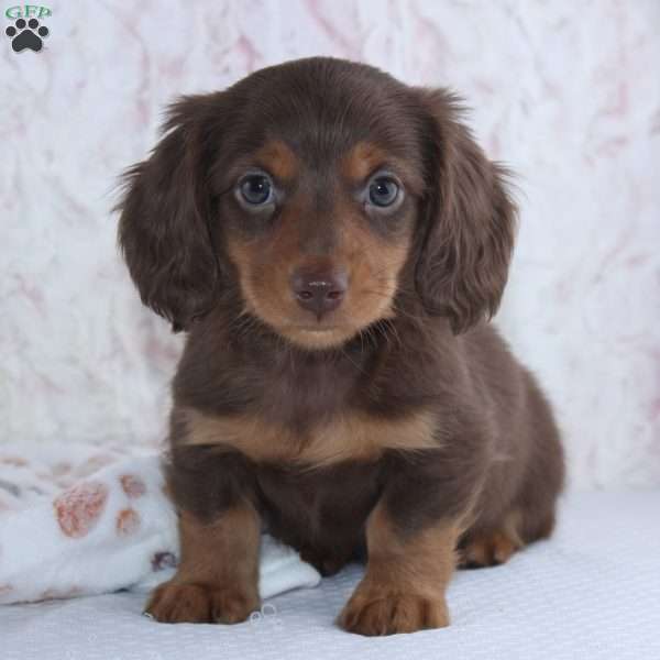 Felix, Dachshund Puppy
