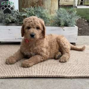 Roxy, Goldendoodle Puppy