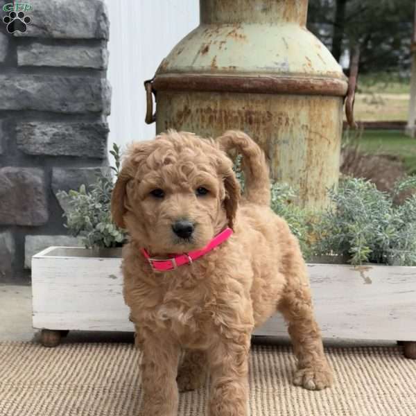 Roxy, Goldendoodle Puppy