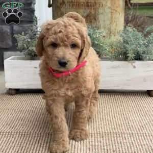 Roxy, Goldendoodle Puppy