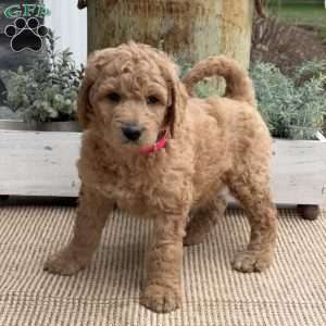 Roxy, Goldendoodle Puppy