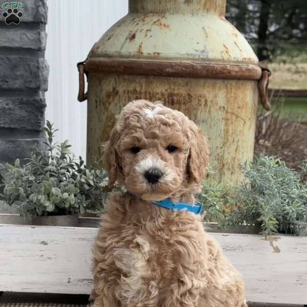 Ritchie, Goldendoodle Puppy