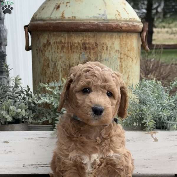 Ruby, Goldendoodle Puppy